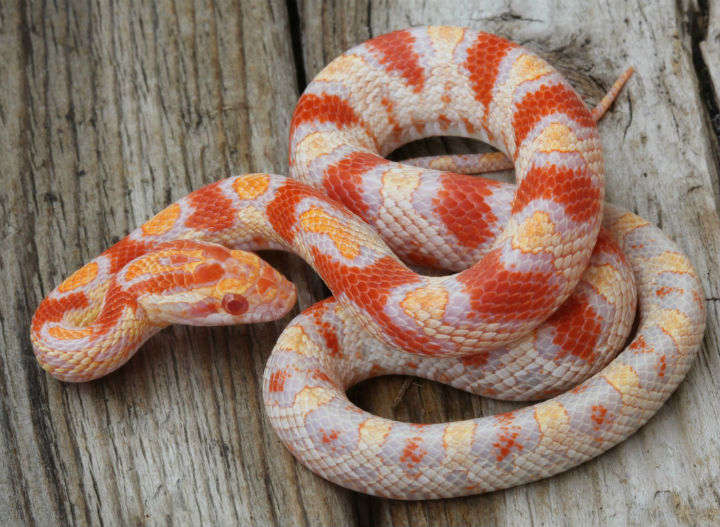 Reverse Okeetee Corn Snake